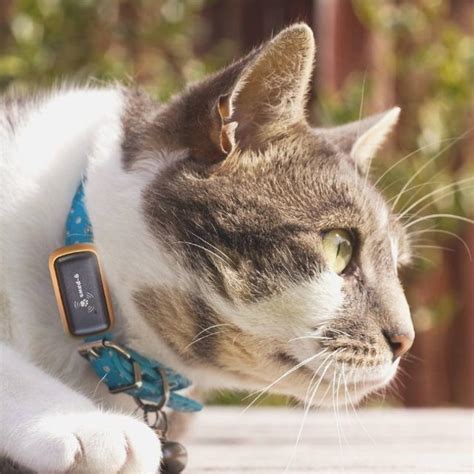 best rfid animal tracking system|consumer reports pet tracking devices.